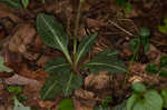 Downy rattlesnake plantain